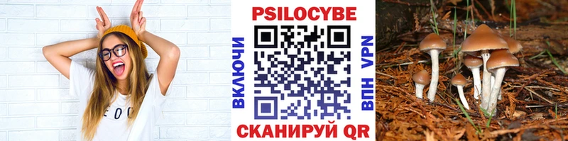 Купить закладки  Ладушкин  Псилоцибиновые грибы Cubensis 